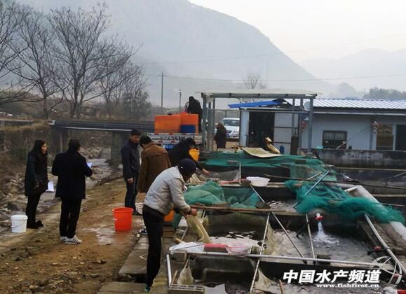 从颗粒无收到年赚百万，一位“农民赛车手”到石斑鱼“老大”的养殖之路