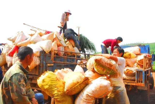 满城尽带黄金甲！开远这地儿已美成童话，你若不来，花为谁开？