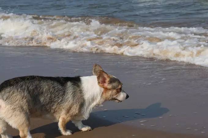 秦皇岛带狗冬天去哪里玩,北戴河三天两晚民宿可带狗