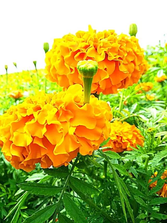 满城尽带黄金甲！开远这地儿已美成童话，你若不来，花为谁开？