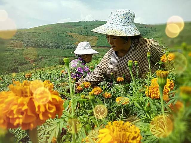 满城尽带黄金甲！开远这地儿已美成童话，你若不来，花为谁开？