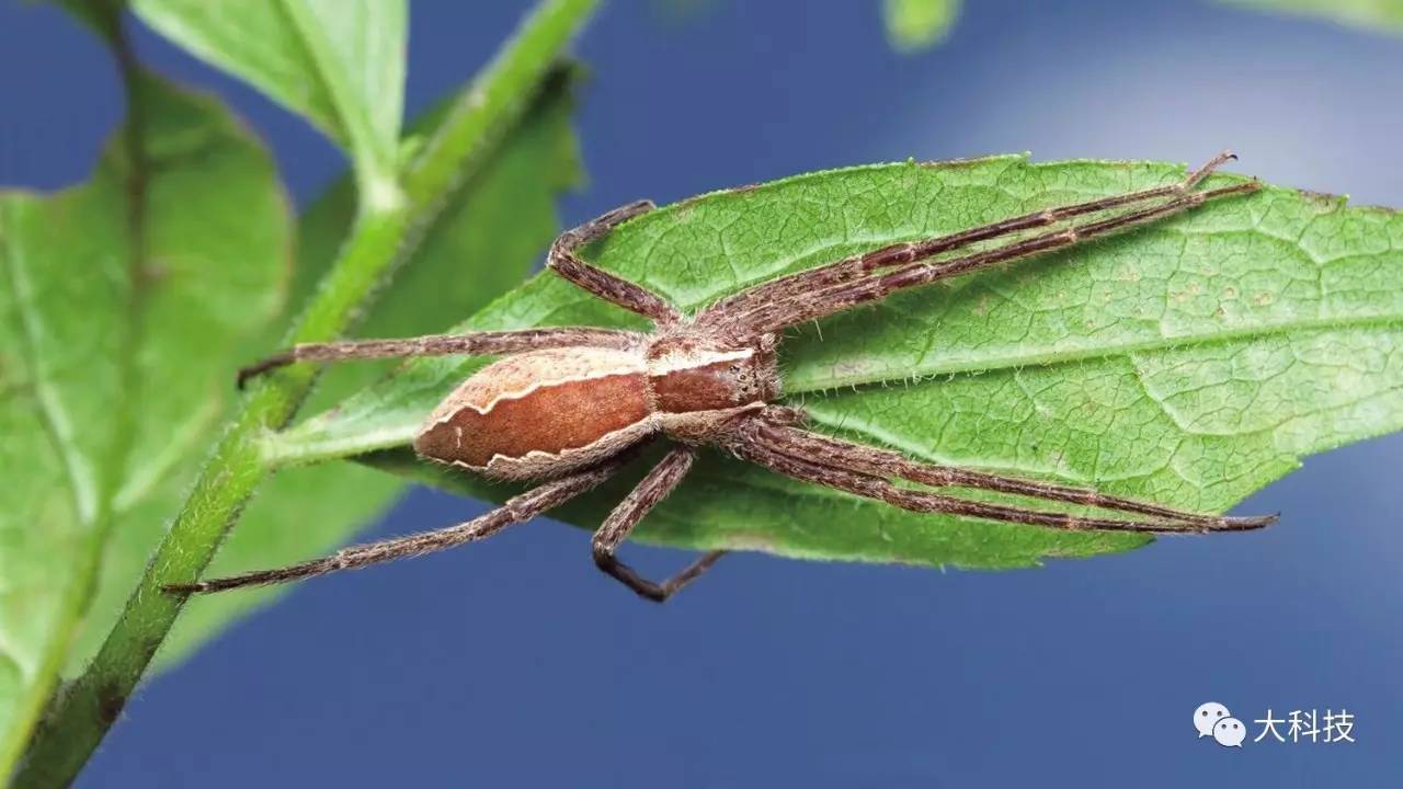 蜘蛛丝的奇妙用途