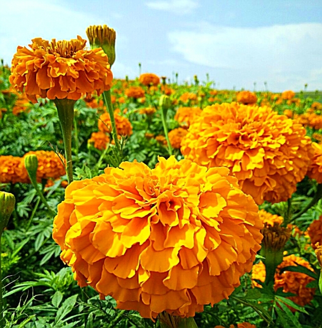 满城尽带黄金甲！开远这地儿已美成童话，你若不来，花为谁开？