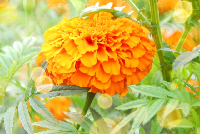 满城尽带黄金甲！开远这地儿已美成童话，你若不来，花为谁开？