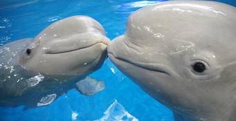 极地海洋世界青岛年卡免费199,极地海洋世界年卡五一