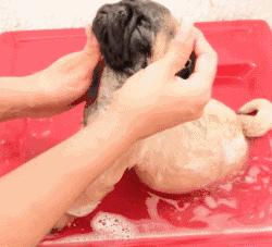 屋里养金毛怎么上厕所,家里养了一只金毛和一只萨摩