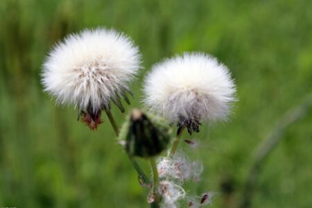 猪生病用什么药最好,治疗猪病正确方法