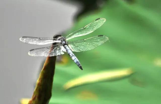 抓蚱蜢捉蜻蜓,捉蜻蜓和抓蜻蜓意思一样吗