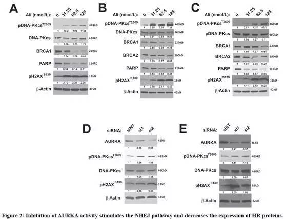 详细说明2种dna损伤修复机制,DNA损伤修复机制有什么