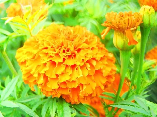 满城尽带黄金甲！开远这地儿已美成童话，你若不来，花为谁开？