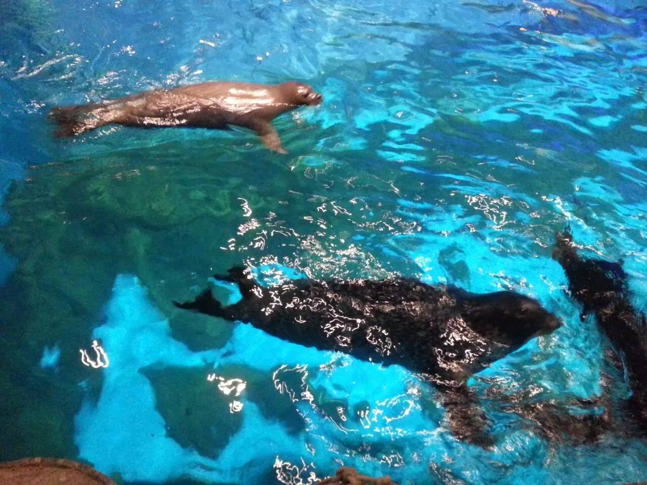 极地海洋世界青岛年卡免费199,极地海洋世界年卡五一