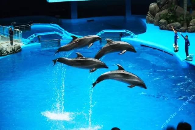 极地海洋世界青岛年卡免费199,极地海洋世界年卡五一