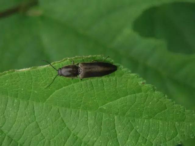 抓蚱蜢捉蜻蜓,捉蜻蜓和抓蜻蜓意思一样吗