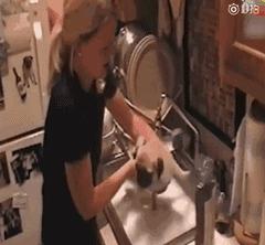 屋里养金毛怎么上厕所,家里养了一只金毛和一只萨摩