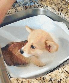 屋里养金毛怎么上厕所,家里养了一只金毛和一只萨摩