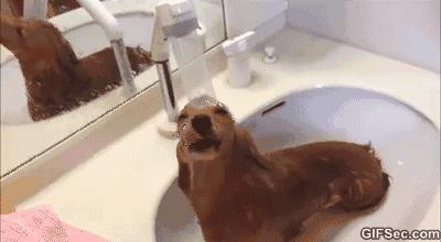 屋里养金毛怎么上厕所,家里养了一只金毛和一只萨摩