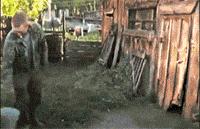 屋里养金毛怎么上厕所,家里养了一只金毛和一只萨摩