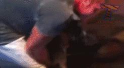 屋里养金毛怎么上厕所,家里养了一只金毛和一只萨摩