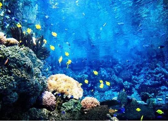 极地海洋世界青岛年卡免费199,极地海洋世界年卡五一