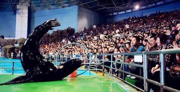 极地海洋世界青岛年卡免费199,极地海洋世界年卡五一