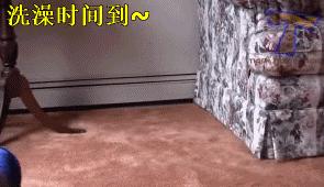 屋里养金毛怎么上厕所,家里养了一只金毛和一只萨摩