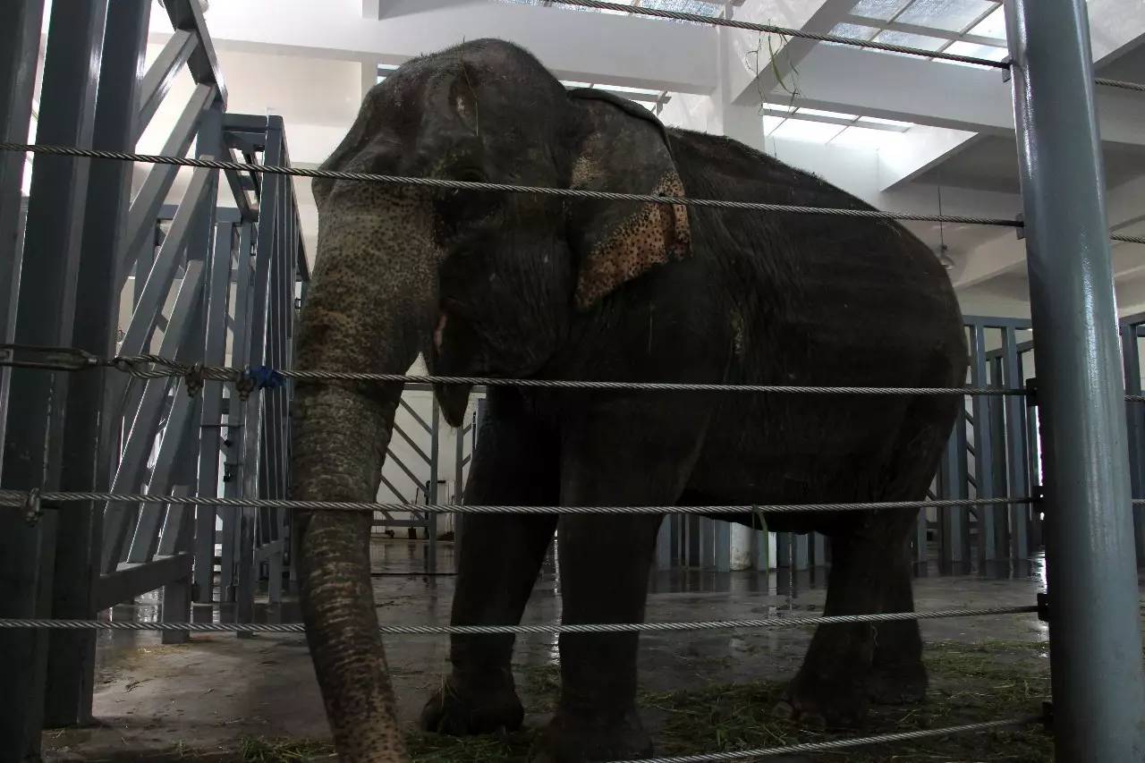 雅戈尔动物园门票免费几天,国庆节雅戈尔动物园免门票吗