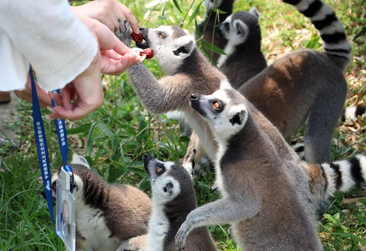 雅戈尔动物园门票免费几天,国庆节雅戈尔动物园免门票吗