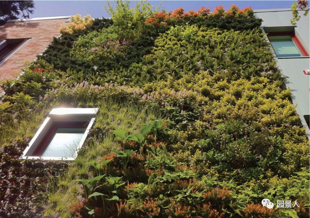 一说到垂直绿化，脑袋里就蹦出他，他，他（附失败案例经验总结）