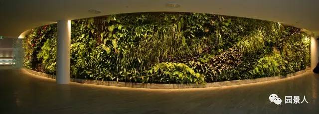 一说到垂直绿化，脑袋里就蹦出他，他，他（附失败案例经验总结）