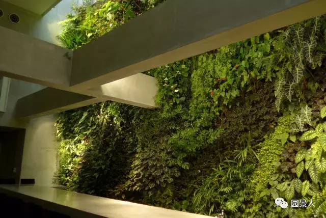 一说到垂直绿化，脑袋里就蹦出他，他，他（附失败案例经验总结）