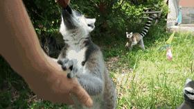 雅戈尔动物园门票免费几天,国庆节雅戈尔动物园免门票吗