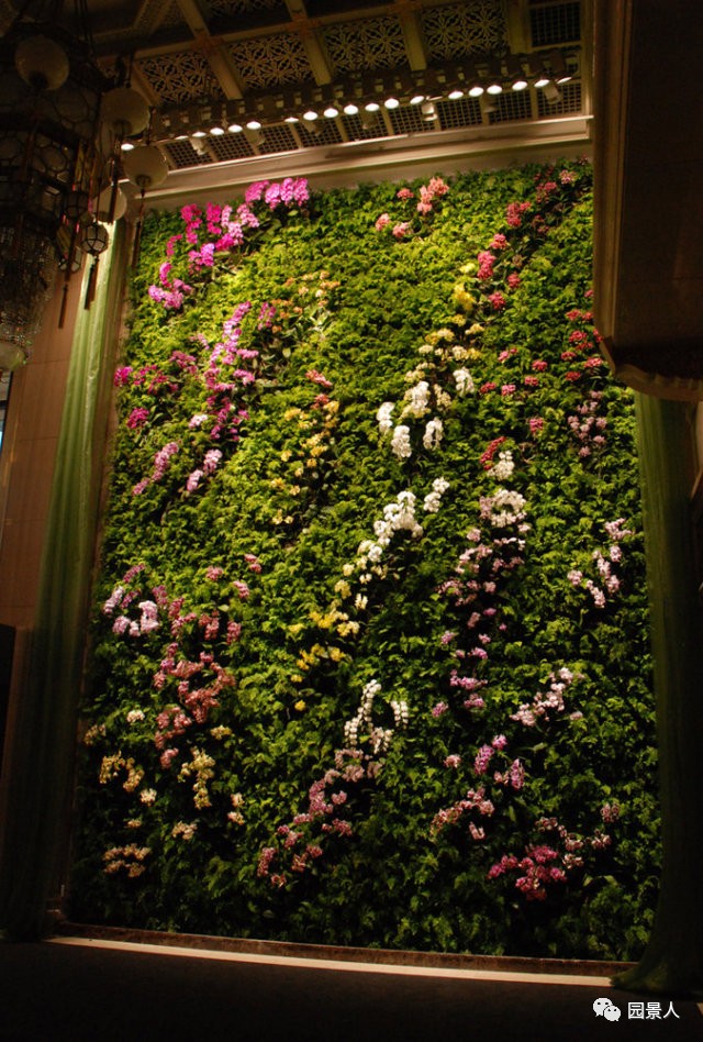 一说到垂直绿化，脑袋里就蹦出他，他，他（附失败案例经验总结）