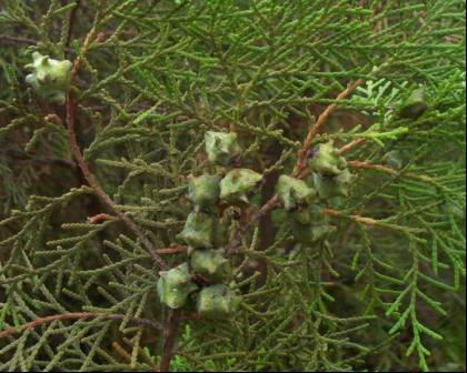 中药知识必学泽兰,侧柏叶泡酒精可生发乌发吗