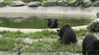 雅戈尔动物园门票免费几天,国庆节雅戈尔动物园免门票吗