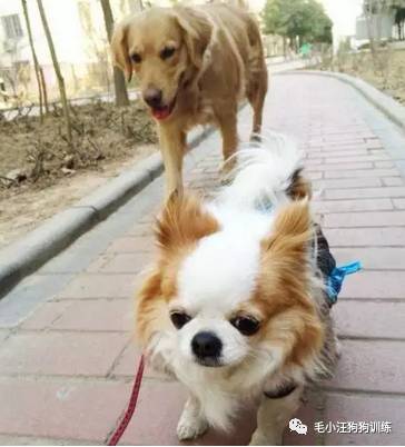 狗子好不容易和金毛女神独处，动情关键时刻竟然尿了！现场日狗真是……