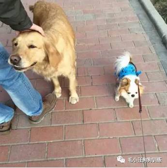 狗子好不容易和金毛女神独处，动情关键时刻竟然尿了！现场日狗真是……