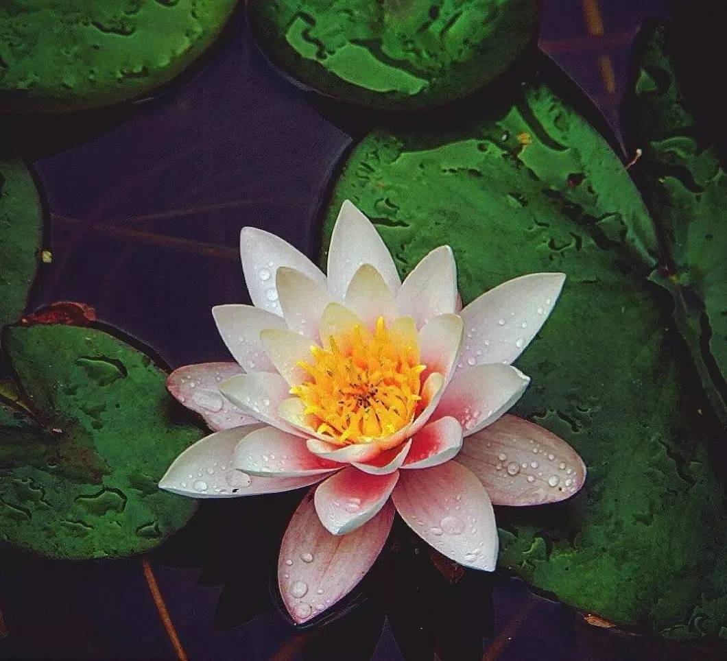 花之声舞蹈完整版,睡莲开花一天开的全部过程