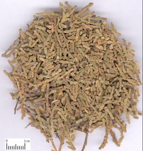 中药知识必学泽兰,侧柏叶泡酒精可生发乌发吗