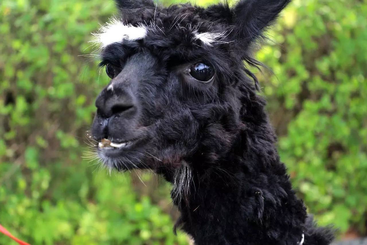 雅戈尔动物园门票免费几天,国庆节雅戈尔动物园免门票吗