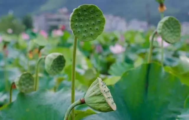 独爱莲花,美文欣赏余秋雨笔下的爱