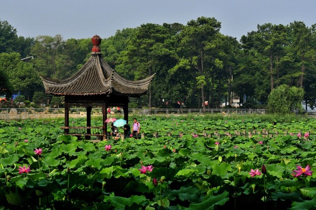 独爱莲花,美文欣赏余秋雨笔下的爱