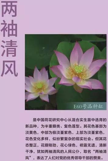 独爱莲花,美文欣赏余秋雨笔下的爱