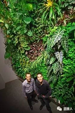 一说到垂直绿化，脑袋里就蹦出他，他，他（附失败案例经验总结）