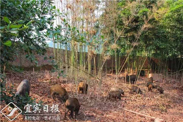 看金山银山全景图,看绿水青山美景