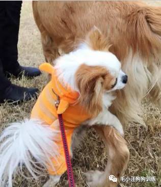 狗子好不容易和金毛女神独处，动情关键时刻竟然尿了！现场日狗真是……