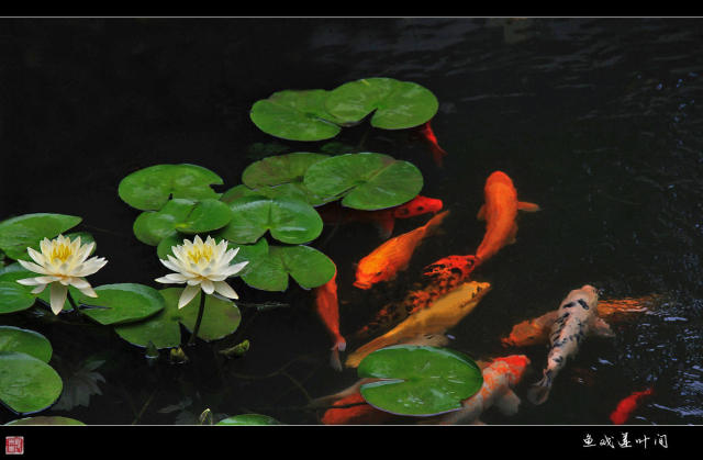 独爱莲花,美文欣赏余秋雨笔下的爱