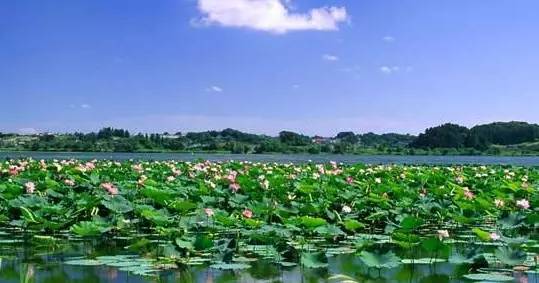 独爱莲花,美文欣赏余秋雨笔下的爱