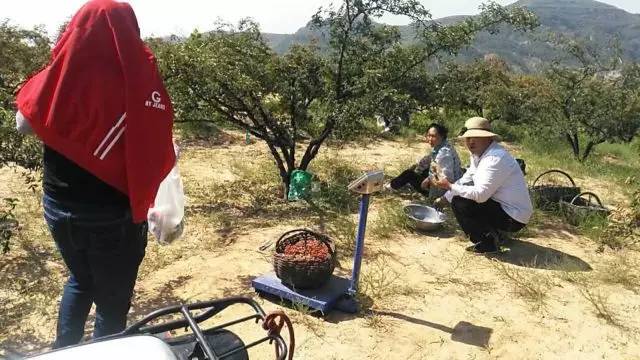 韩城西庄摘花椒哪里需要人,韩城花椒采摘联系电话