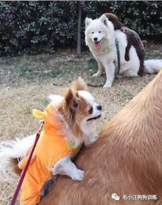 狗子好不容易和金毛女神独处，动情关键时刻竟然尿了！现场日狗真是……