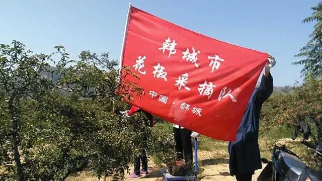 韩城西庄摘花椒哪里需要人,韩城花椒采摘联系电话